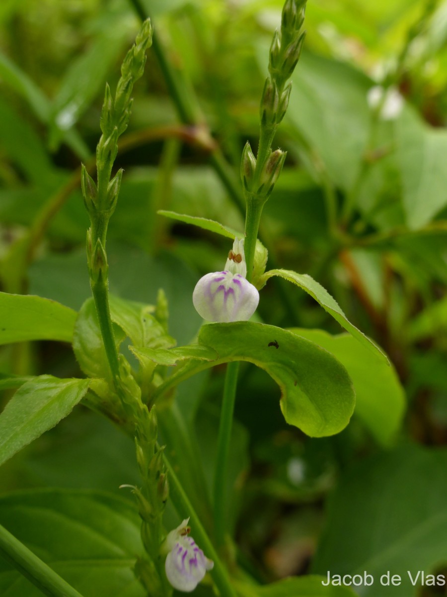 Rostellularia diffusa var. diffusa (Willd.) Nees